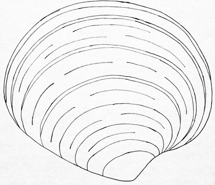 Clam Shell 12" x 14" (30.5 × 35.6cm)